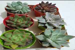 Prestamos Sin datos  Ingreso Extra